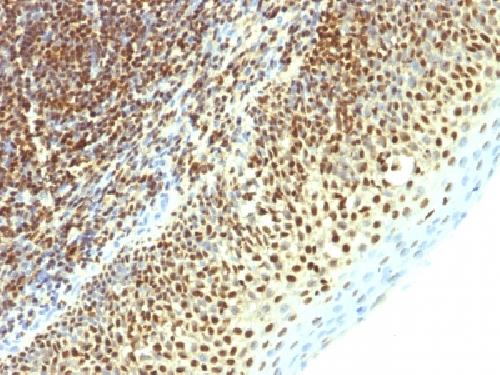 SUMO3 Antibody