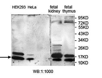SUMO4 Rabbit Polyclonal Antibody