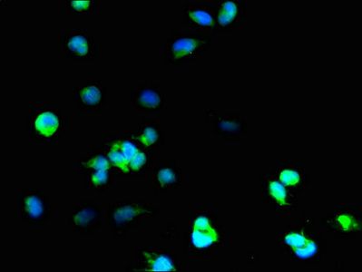 SOD1 Antibody