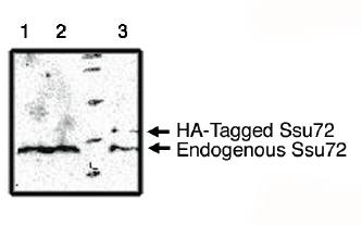 Rabbit anti Human SURF1 Antibody