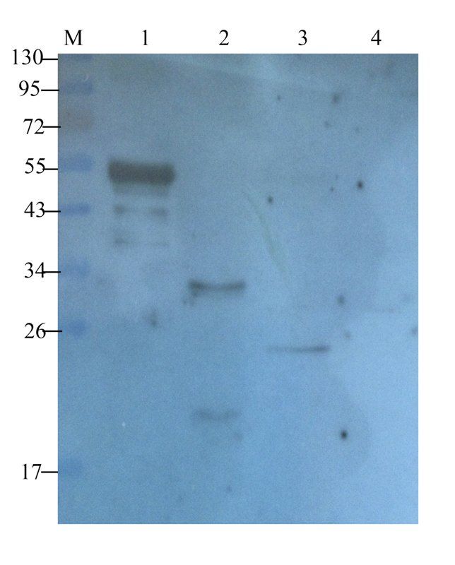 Syncytin 1 Rabbit Polyclonal Antibody