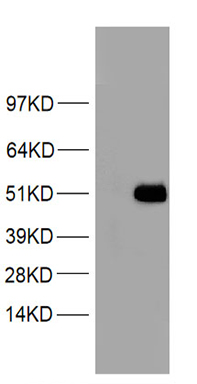 Syndecan 1 Antibody