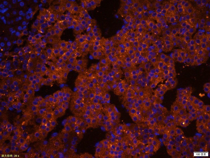 SYP Rabbit Polyclonal Antibody