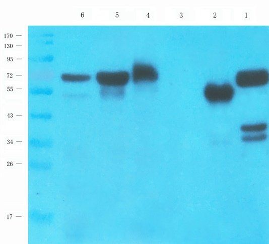 TAL1 Rabbit Polyclonal Antibody