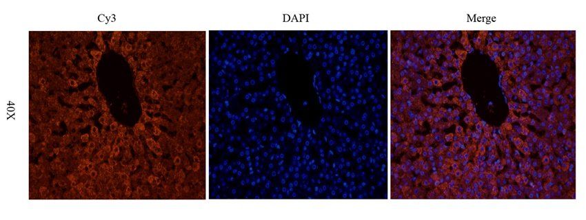 TAL1 Rabbit Polyclonal Antibody