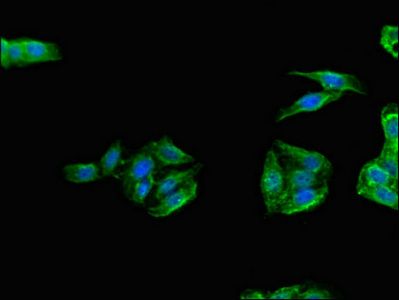 TANK Antibody