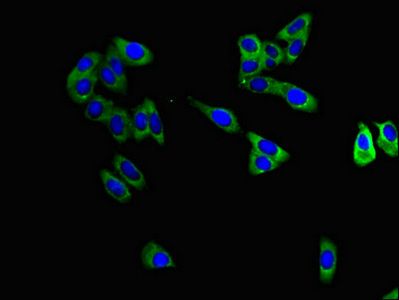 MAPT Antibody