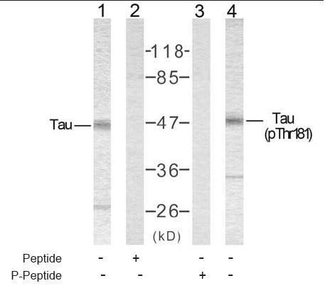 Tau(Phospho-Thr181) Antibody