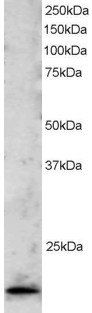 TBPL1/TLF/TRF2 Antibody