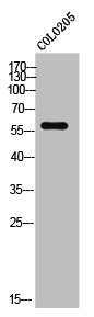 ELOA3 Antibody