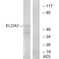 ELOA3 Antibody