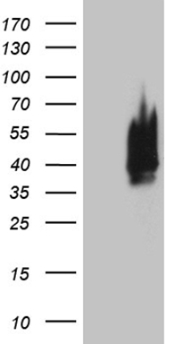 TCF12 Antibody