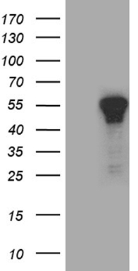 TCF12 Antibody
