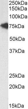 Goat anti-TCF3 / ITF1, Biotinylated Antibody