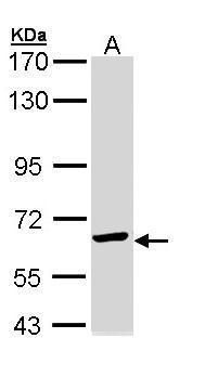 TCP1 epsilon Rabbit Polyclonal Antibody