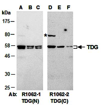 TDG (vPairTM) Antibodies