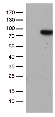 TFIIB Antibody