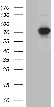 TFIIB Antibody