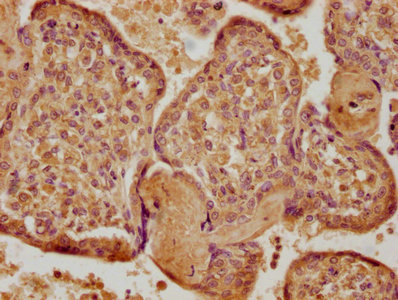 TFPI2 Antibody
