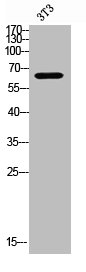 TGFBR2 Antibody