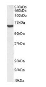 TGFBI, Biotinylated Antibody