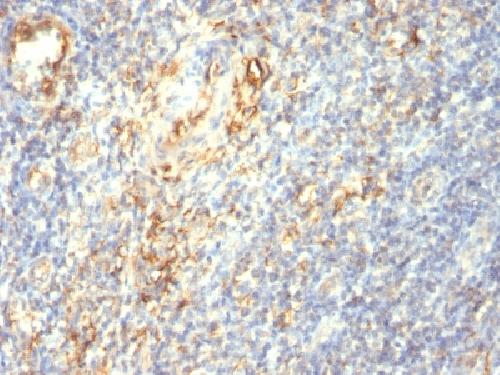 TGM2 Antibody
