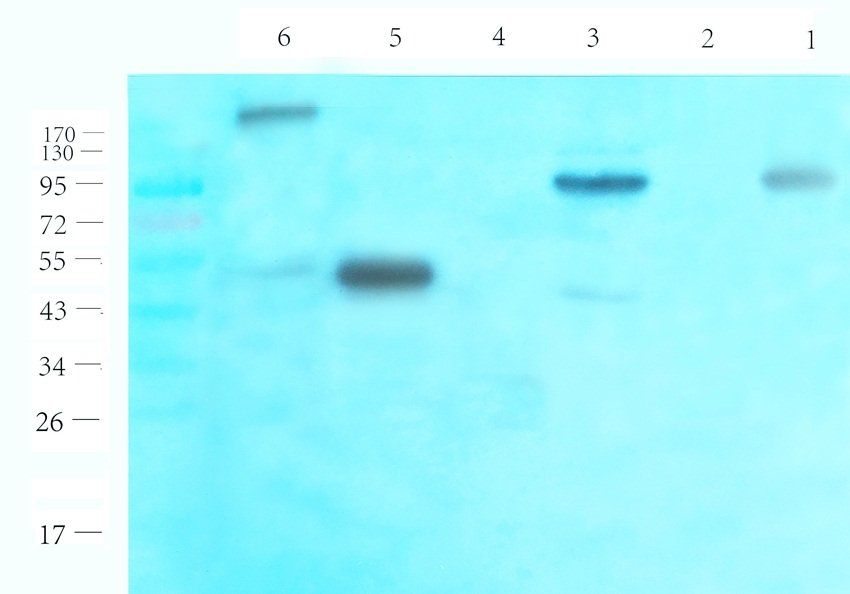 TGN46 Rabbit Polyclonal Antibody