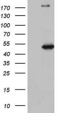 TIF1 alpha Antibody