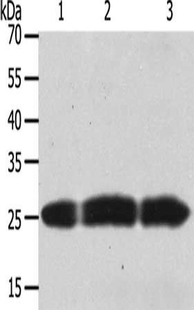 TIMP4 Antibody