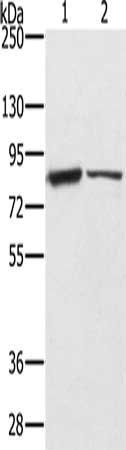 TF Antibody