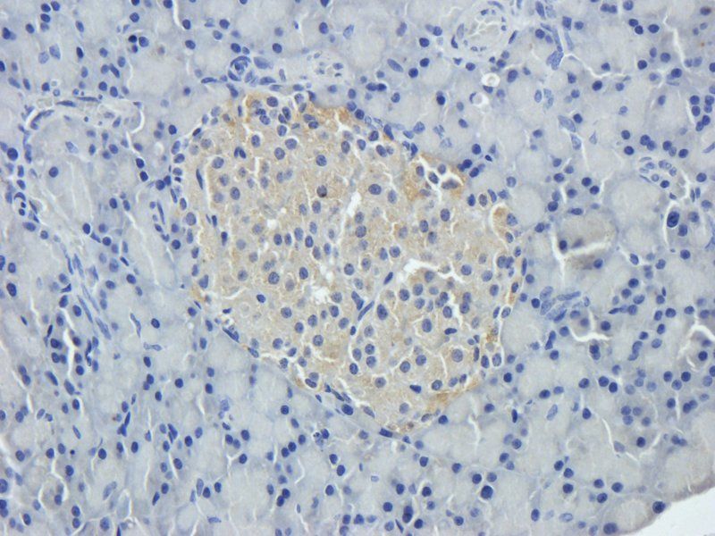 Tissue Factor Rabbit Polyclonal Antibody
