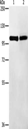 TLR1 Antibody