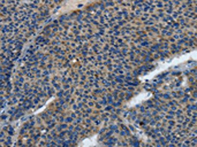 TLR4 Antibody