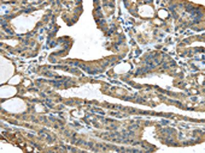TMED1 Antibody