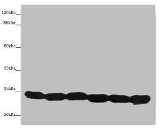 TMED10 Antibody