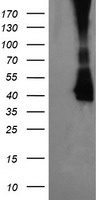 TMEFF2 Antibody