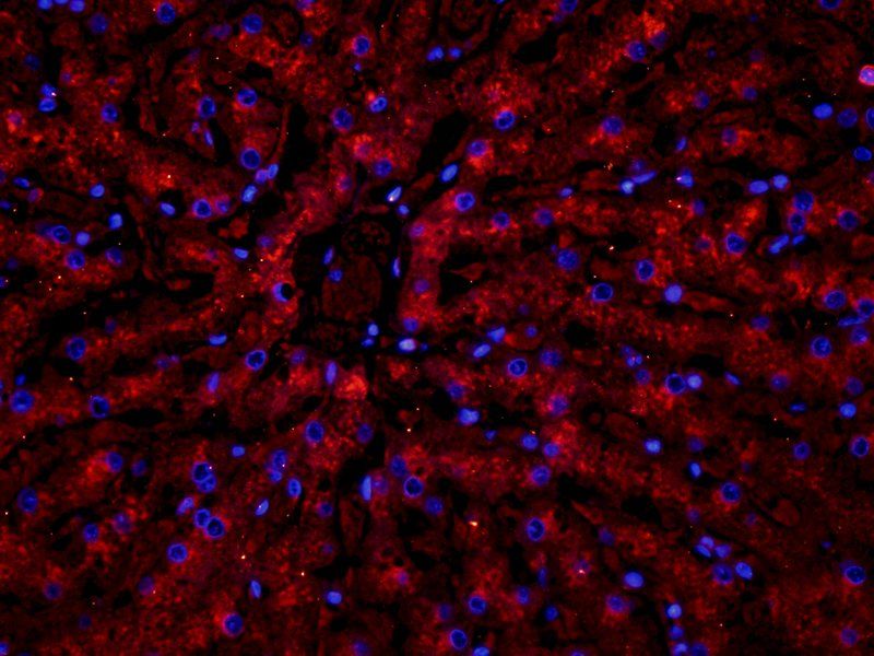 TNF alpha Rabbit Polyclonal Antibody