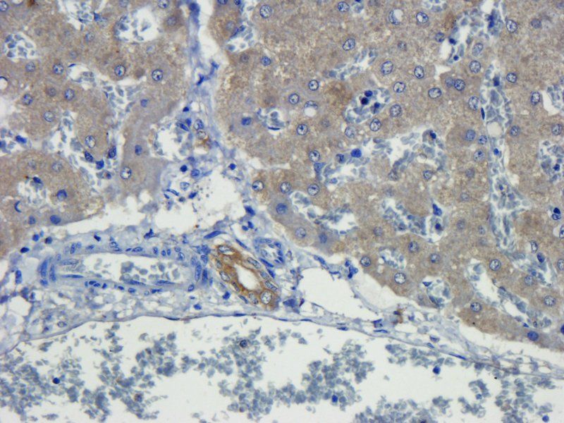 TNF alpha Rabbit Polyclonal Antibody