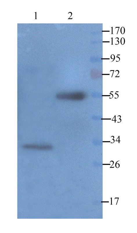 TNF alpha Rabbit Polyclonal Antibody