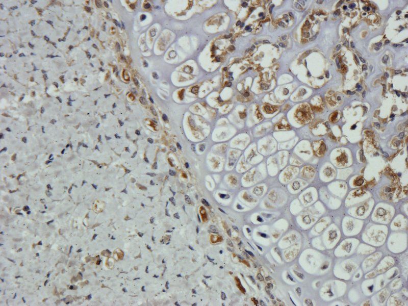 TNF alpha Rabbit Polyclonal Antibody