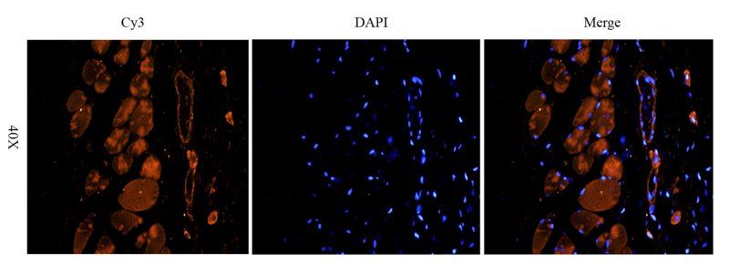 TNF alpha Rabbit Polyclonal Antibody
