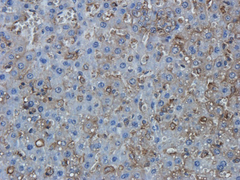 TNF alpha Rabbit Polyclonal Antibody