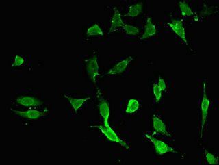 TNFAIP3 Antibody
