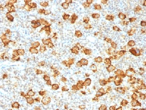 TNFRSF8 Antibody