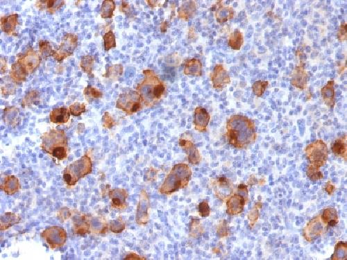 TNFRSF8 Antibody