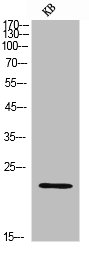TNFSF4 Antibody