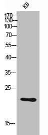 TNFSF4 Antibody