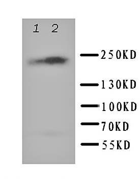 Toll-interacting protein Tollip Rabbit Polyclonal Antibody