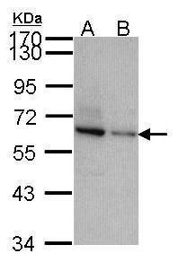 RAE1 Rabbit Polyclonal Antibody