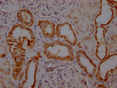 TOMM22 Antibody
